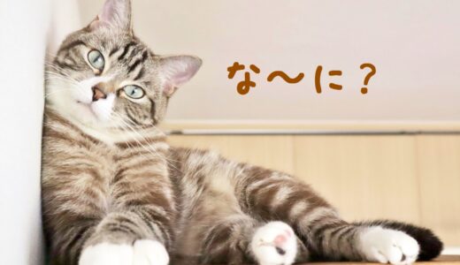 猫可物件でも油断禁物！賃貸で起こりやすい騒音トラブルと防止策