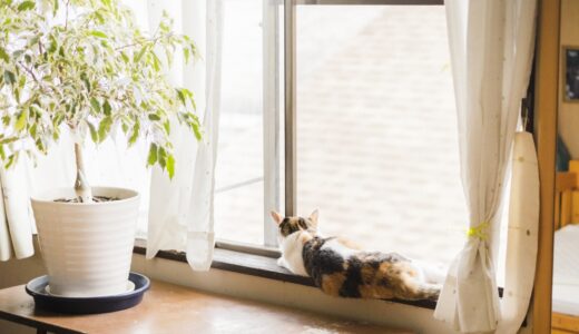 猫可の賃貸が見つからない!ポイントとコツを徹底解説