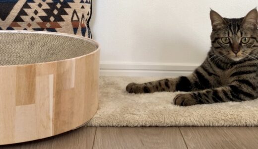 猫と暮らす賃貸｜壁や家具への爪とぎ対策７選