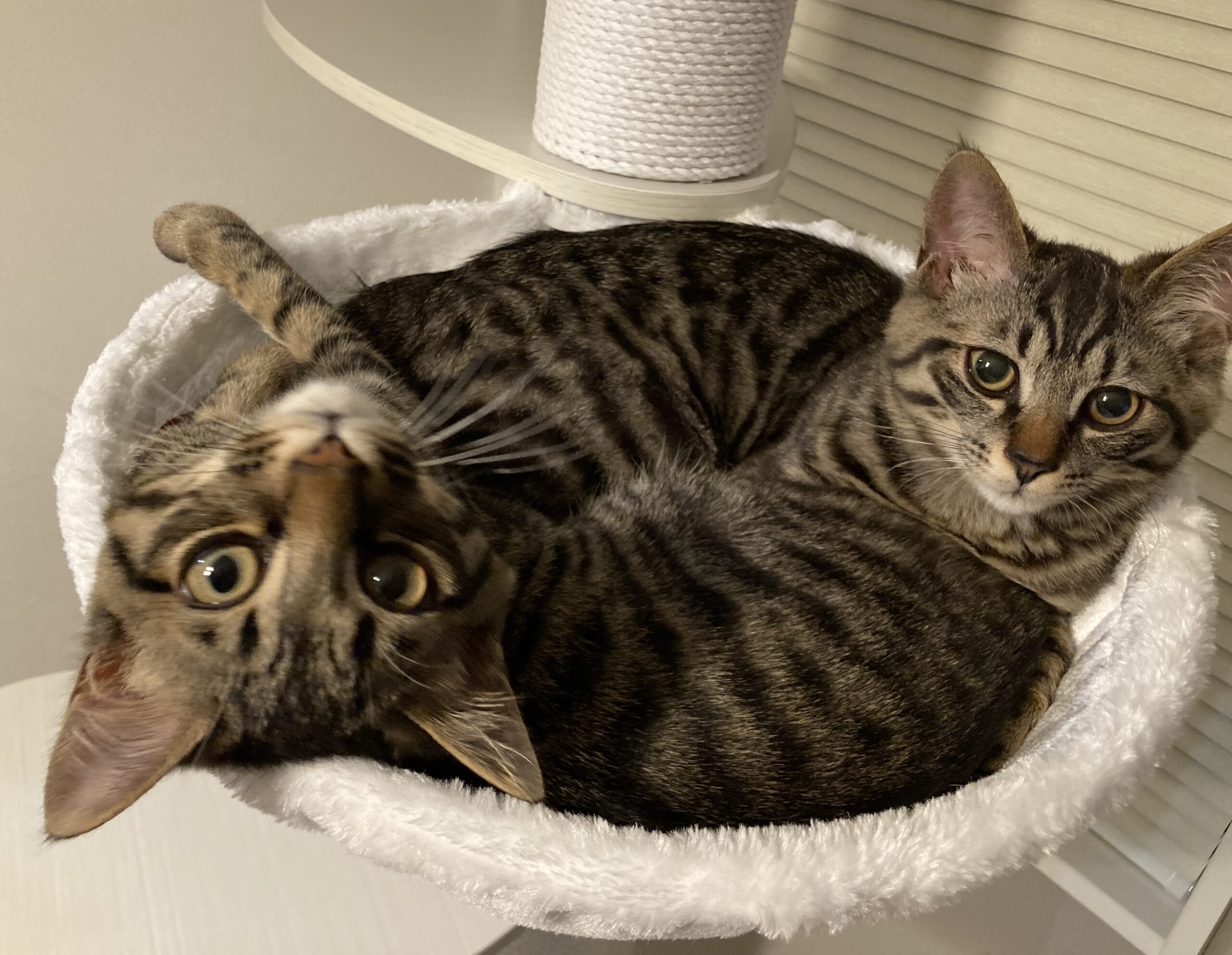 プロフィール背景画像