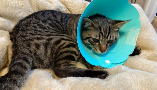 【体験談】猫の去勢手術｜エリザベスカラーを嫌がる猫におすすめグッズをご紹介